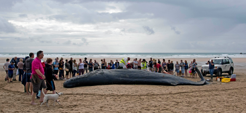 For many members of the public a stranding is a once in a lifetime occurence. The CSIP teame examining one of the 30 sperm whales that washed up across Europe in 2016.
